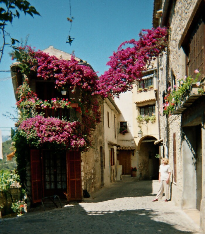 bougainvilier haut-de-cagnes
