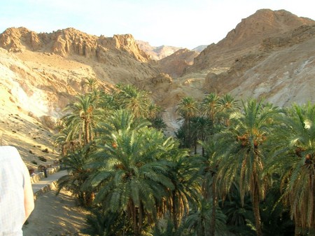 Oasis chebika Tunisie