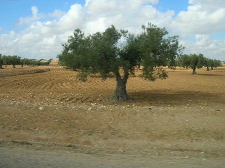 oliviers Tunisie