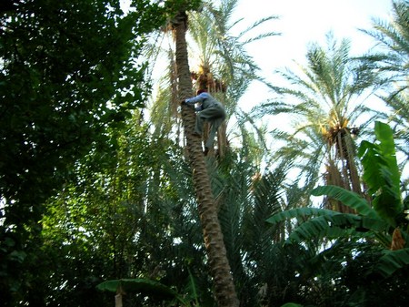 Oasis tozeur Tunisie